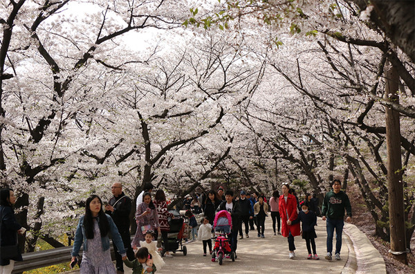 SK 행복나눔 벚꽃축제. 사진=SK이노베이션