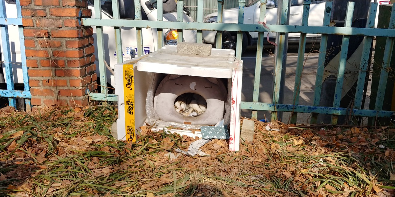 고향골 어린이공원에서 시에스타를 즐기는 길고양이(꿀잠 맛있다!), 2021ⓒ김주혜