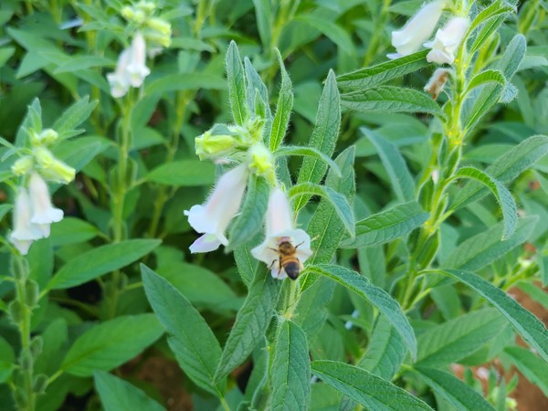 참깨꽃에 중매쟁이 꿀벌이 찾아왔습니다.