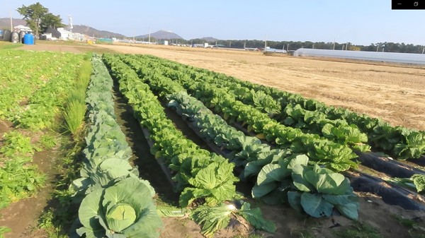 사곶 마을의 경작지 풍경