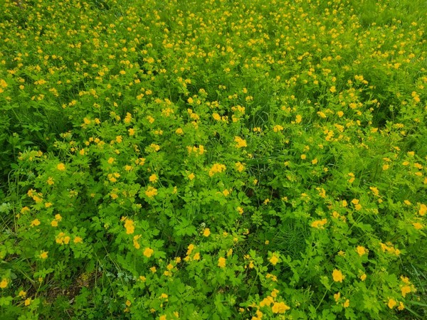 무더기 피어 노란 꽃동산을 이룬 애기똥풀 꽃밭.