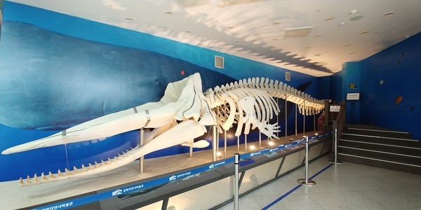 향유고래 골격 표본(14m가 넘는다), 2023ⓒ유광식