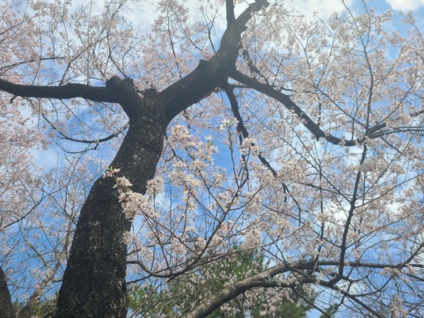 아름다운 벚꽃이 정말 멋들어졌다.
