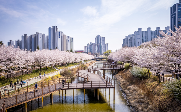 2023 벚꽃이 만발한 서부 간선수로 (출처: 계양구청)