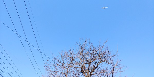 감나무와 비행기, 2024ⓒ유광식