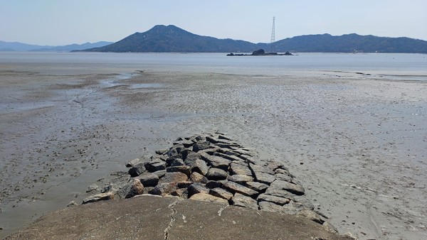 뻘에 파묻힌 동진나루(2024년 4월9일)
